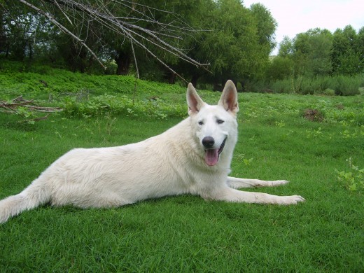 COpito en el Río Sonora